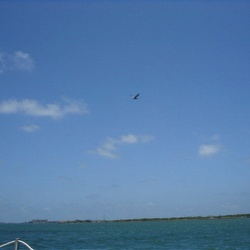 Flying and Sailing at Mustang Island